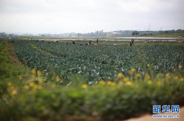 贵州省威宁彝族回族苗族自治县草海镇中海社区蔬菜基地（8月6日摄）。新华社记者 刘续 摄