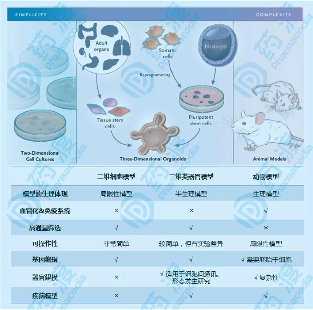 二维细胞、三维类器官和动物模型之间的对比（图片整理自参考文章1）