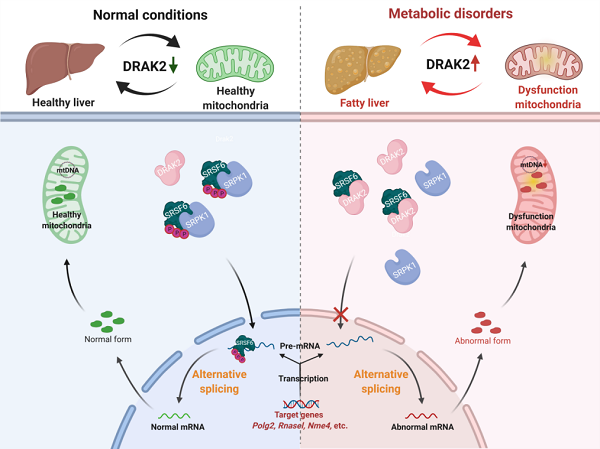 DRAK2-SRSF6介导非酒精性脂肪肝炎的分子机制