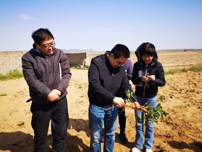 图为区域检查第四分局监管人员在莱阳市调研北沙参种植情况。