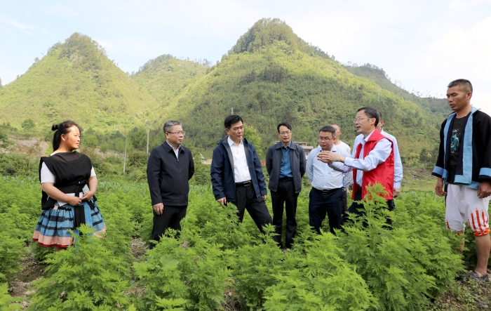 图为广西壮族自治区药监局深入田间地头了解青蒿种植情况。（程奇摄）