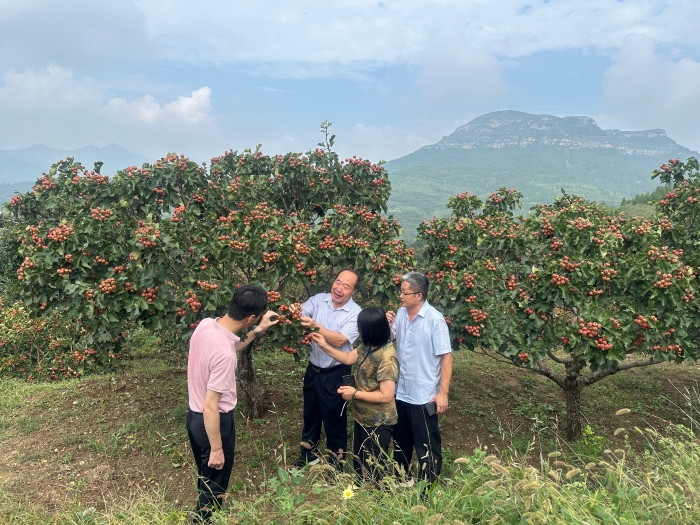 图为GAP专家在山楂中药材种植地块进行现场指导。